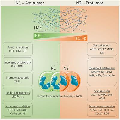 Frontiers | Neutrophils: Musketeers Against Immunotherapy